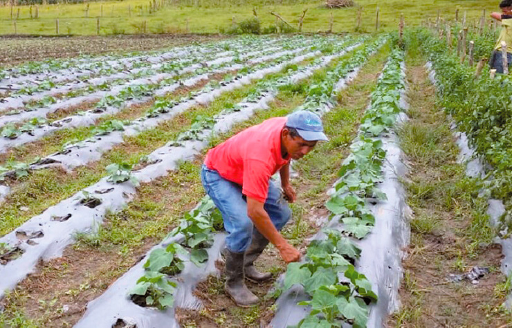 Gobierno garantiza seguridad alimentaria