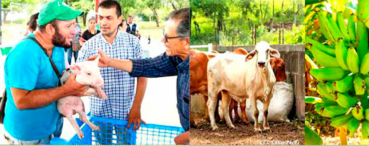 Nicaragua avanza con cooperación solidaria